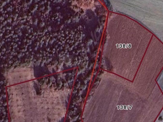 Adaplatinden Taraklı Pirlerde 7022m2 ceviz fidanı dikili tarla - Görsel 9