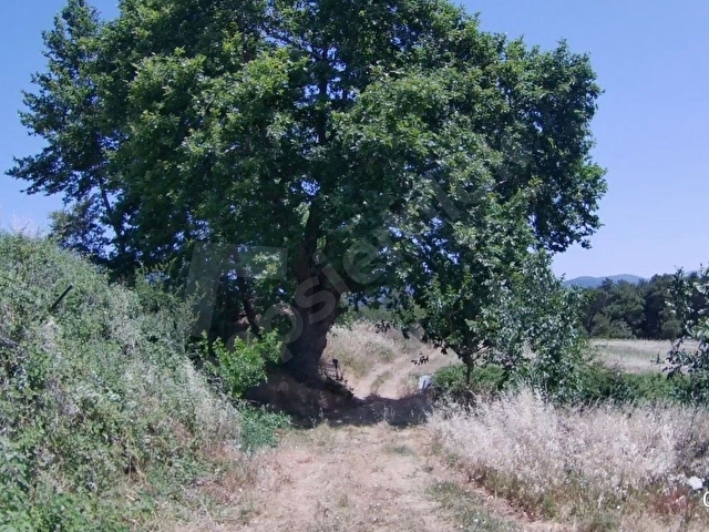 KAZDAĞLARI ÇANAKKALE BAYRAMİÇ SARIOT KÖYÜ 5 DÖNÜM - Görsel 3