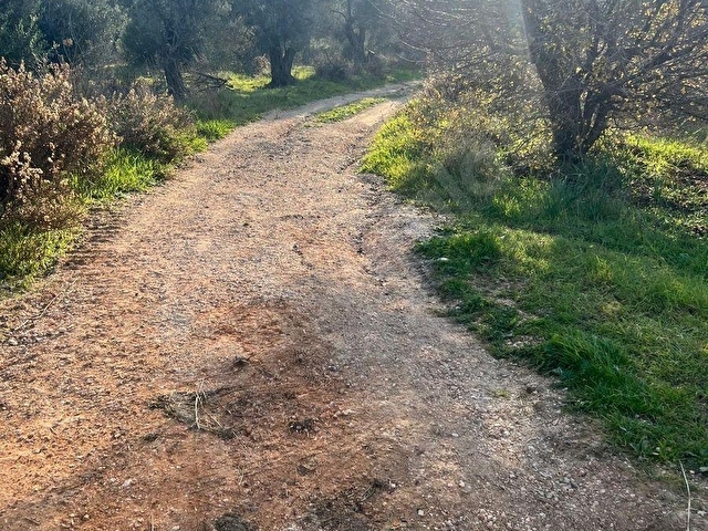 Karaburun Mordoğan Azmak Mevkiinde Deniz Manzaralı Tarla - Görsel 10