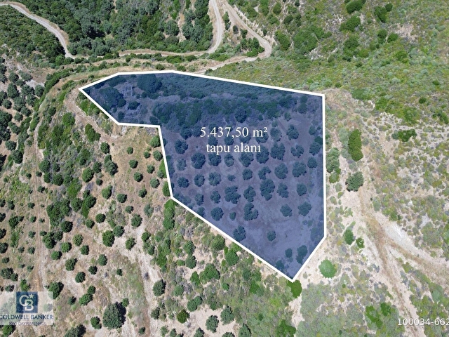 Sarpıncıkta 5437 m² Yatırımlık Tarla&Üzüm Bağı - Görsel 3