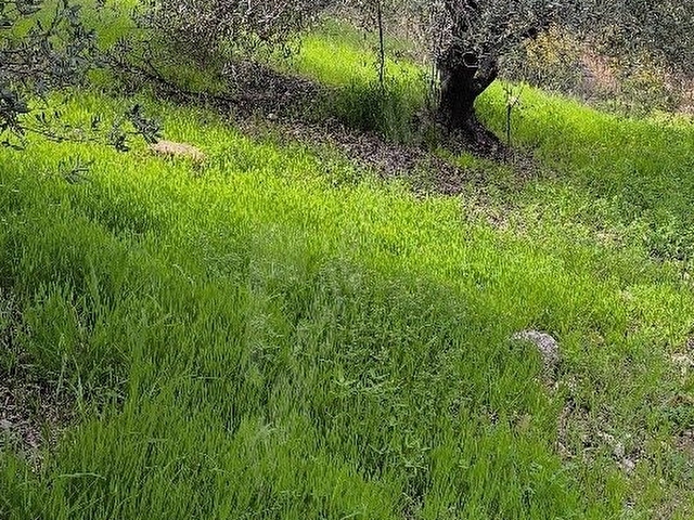 Ana Yola Yakın Zeytin Bahçesi - Görsel 3