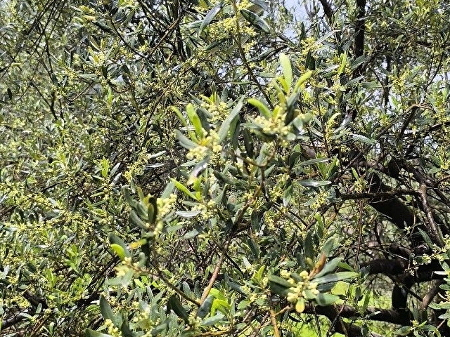 Ana Yola Yakın Zeytin Bahçesi - Görsel 6