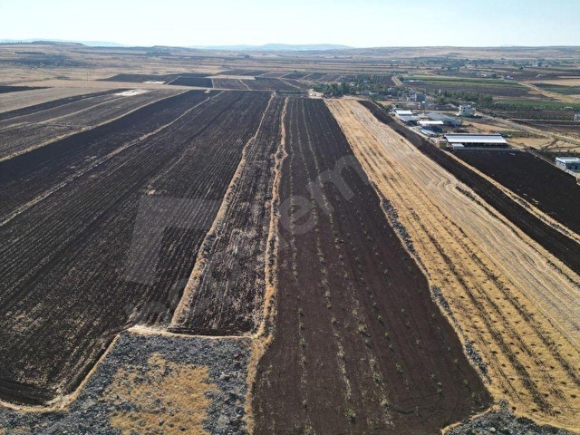 TÖRELİDE YATIRIMA UYGUN AŞISI ATILMIŞ FISTIK ARAZİSİ