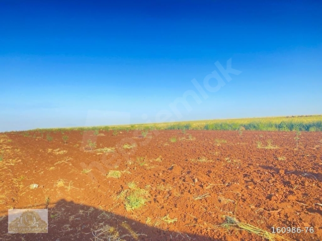 TÖRELİDE YATIRIMA UYGUN AŞISI ATILMIŞ FISTIK ARAZİSİ - Görsel 7