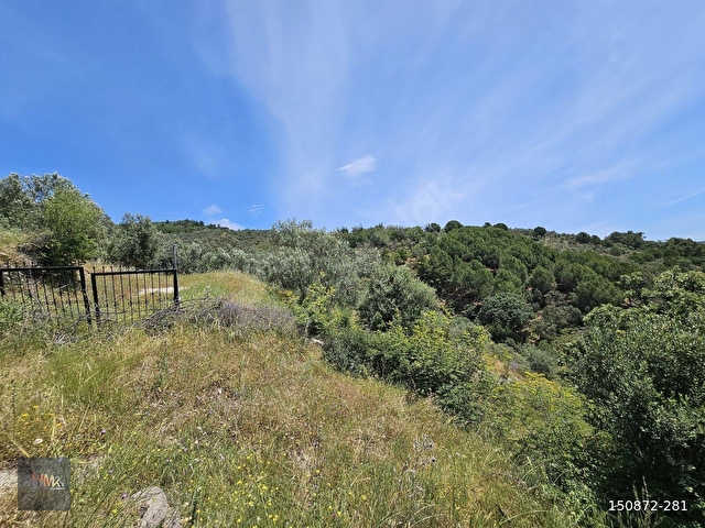 Dikili Kırobada Yolu Açılmış 1850 m2 Satılık Zeytinlik - Görsel 6