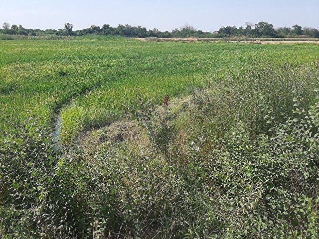 BABAESKİ BÜYÜKMANDIRA  KASABASINDA KARE MUHTEŞEM TARLA    10.000 M2 - Görsel 13