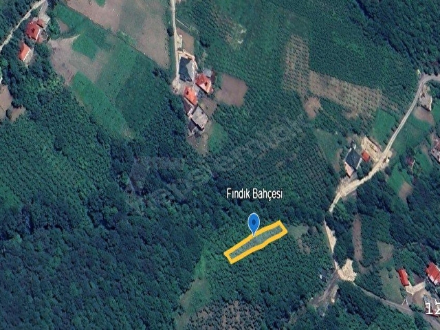 Trabzon Akçaabat Demirkapıda Satılık 492 m² Fındık Bahçesi - Görsel 3