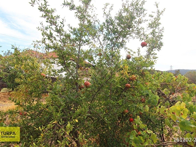BERGAMA GAYLANDA 511 m2 ARSALI 2+1 BAKIMLI SATILIK MÜSTAKİL EV - Görsel 14
