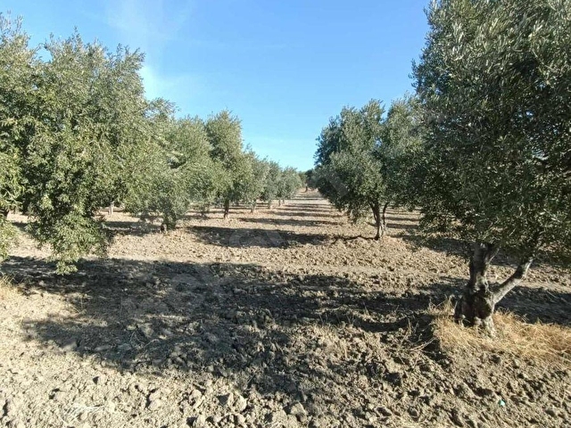 FİT GAYRİMENKULDEN 5.500 M2 SATILIK ZEYTİNLİK - Görsel 7