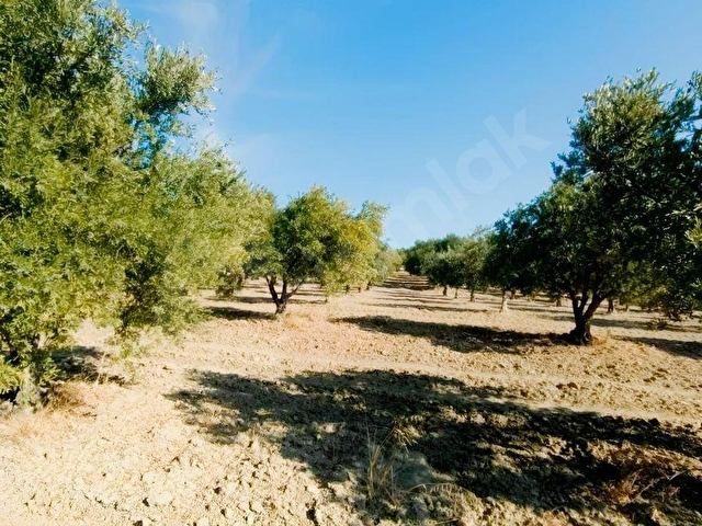 FİT GAYRİMENKULDEN 5.500 M2 SATILIK ZEYTİNLİK - Görsel 6