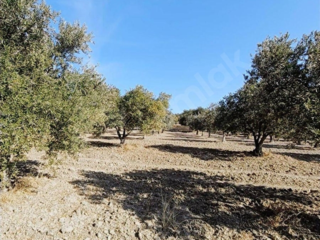 FİT GAYRİMENKULDEN 5.500 M2 SATILIK ZEYTİNLİK - Görsel 16