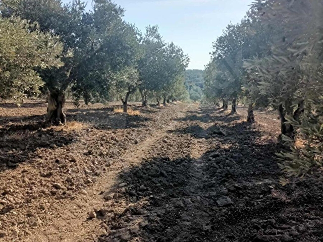 FİT GAYRİMENKULDEN 5.500 M2 SATILIK ZEYTİNLİK
