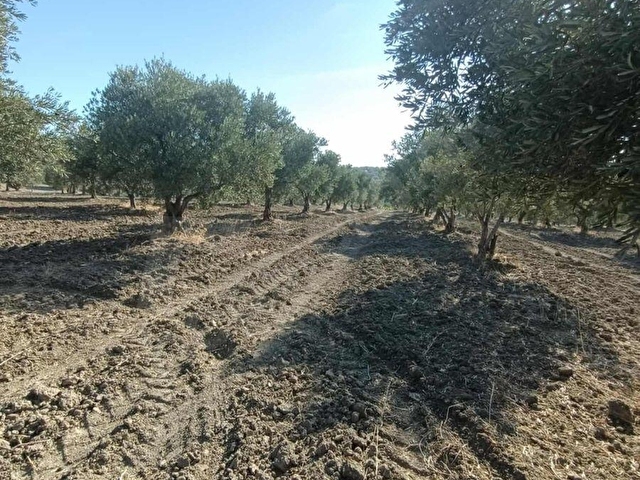 FİT GAYRİMENKULDEN 5.500 M2 SATILIK ZEYTİNLİK - Görsel 11