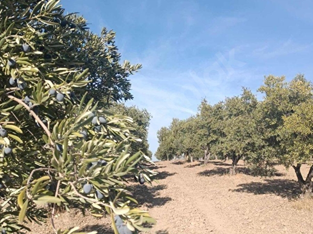 FİT GAYRİMENKULDEN 5.500 M2 SATILIK ZEYTİNLİK - Görsel 18