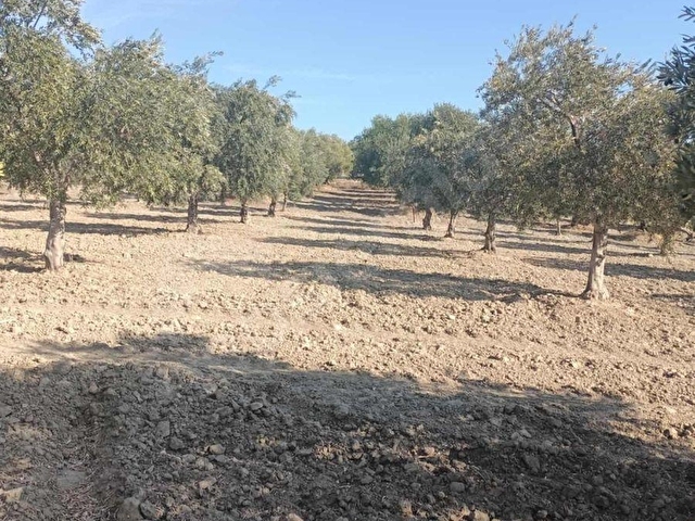 FİT GAYRİMENKULDEN 5.500 M2 SATILIK ZEYTİNLİK - Görsel 19