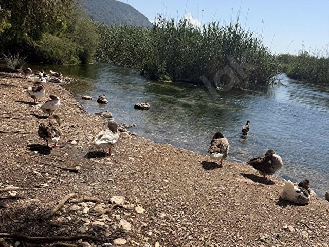 MUĞLA AKYAKADA AZMAK NEHRİNE 50M KİRALIK LÜKS VİLLA