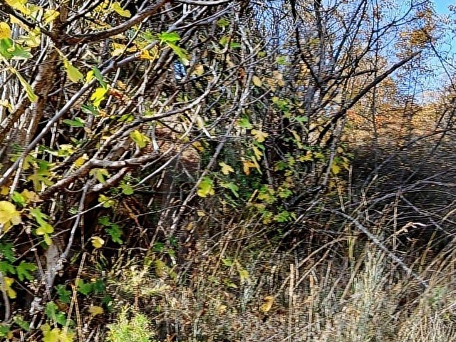 Bilecik Merkezde 1093 m2 Meyve Ağaçlı Yatırımlık Satılık Bağ - Görsel 5