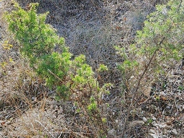 Bilecik Merkezde 1093 m2 Meyve Ağaçlı Yatırımlık Satılık Bağ - Görsel 6