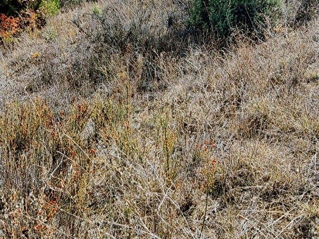 Bilecik Merkezde 1093 m2 Meyve Ağaçlı Yatırımlık Satılık Bağ - Görsel 10