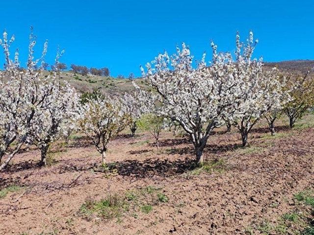 NETADANMERKEZ YELPE KÖYÜNDE SERAYA UYGUN SATILIK 4402M2 TARLA - Görsel 17