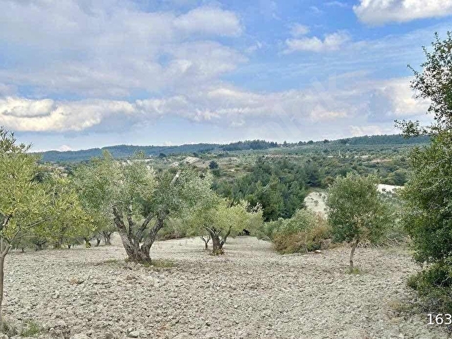 FİT GAYRİMENKULDEN 6.200 M2 SATILIK ZEYTİNLİK
