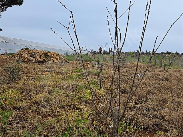 Kepez Gazilerde SATILIK ECRİMİSİLİ ödenmiş 1023 m2 2B Bahçe. - Görsel 16