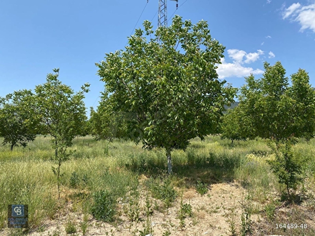 ÇAMELİNDE İÇİNDE KONTAİNER KONUT OLAN 6.785 m² CEVİZ TARLASI - Görsel 14