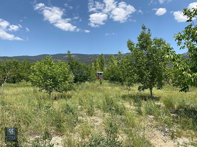 ÇAMELİNDE İÇİNDE KONTAİNER KONUT OLAN 6.785 m² CEVİZ TARLASI - Görsel 9