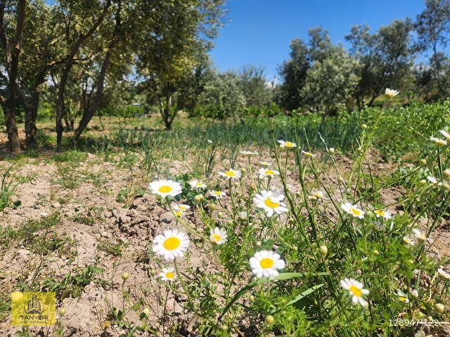 Çanakkale Lapseki Umurbey Satılık Deniz (Boğaz) Manzaralı Tarla. - Görsel 18