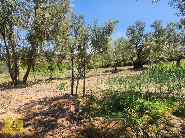 Çanakkale Lapseki Umurbey Satılık Deniz (Boğaz) Manzaralı Tarla. - Görsel 22