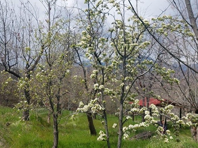 KASTAMONU - TOSYA GÖKYER MEVKİNDE SATILIK BAKIMLI BAĞ - Görsel 15