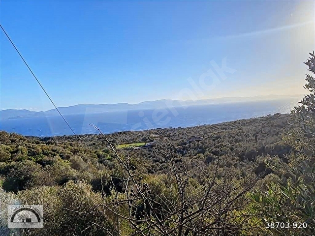 Ayvacık Kocaköyde 578m2 Zeytinlik - Görsel 3