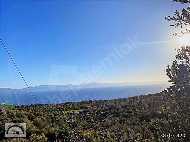 Ayvacık Kocaköyde 578m2 Zeytinlik - Görsel 8