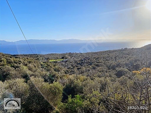 Ayvacık Kocaköyde 578m2 Zeytinlik - Görsel 10