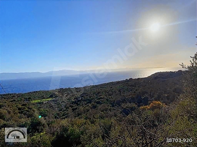 Ayvacık Kocaköyde 578m2 Zeytinlik - Görsel 9
