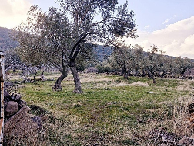 Dikili Merdivenlide Deniz Gören Yola Sıfır Satılık Zeytinlik - Görsel 13