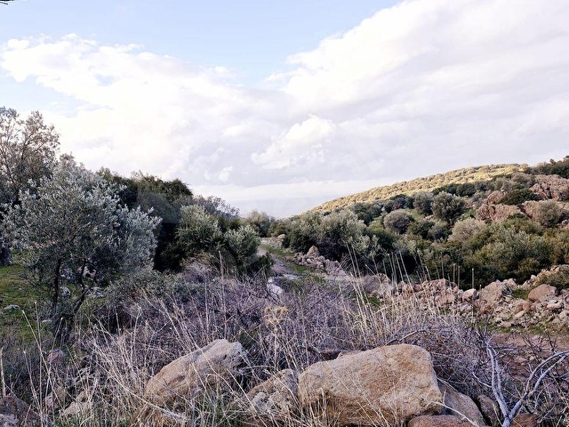 Dikili Merdivenlide Deniz Gören Yola Sıfır Satılık Zeytinlik - Görsel 3