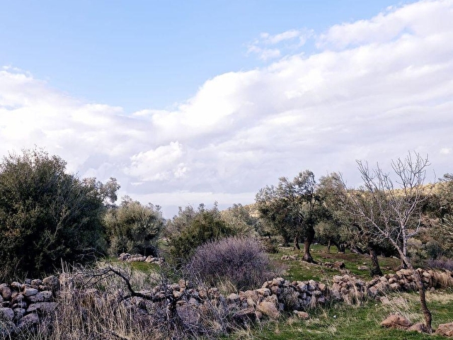 Dikili Merdivenlide Deniz Gören Yola Sıfır Satılık Zeytinlik - Görsel 4