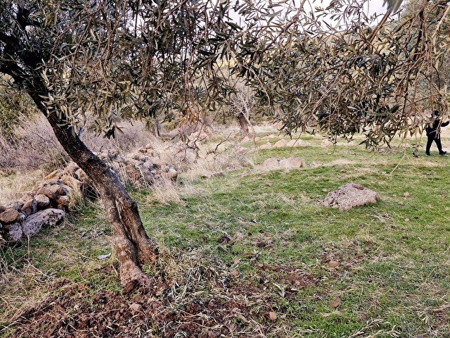 Dikili Merdivenlide Deniz Gören Yola Sıfır Satılık Zeytinlik - Görsel 14