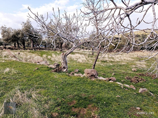 Dikili Merdivenlide Deniz Gören Yola Sıfır Satılık Zeytinlik