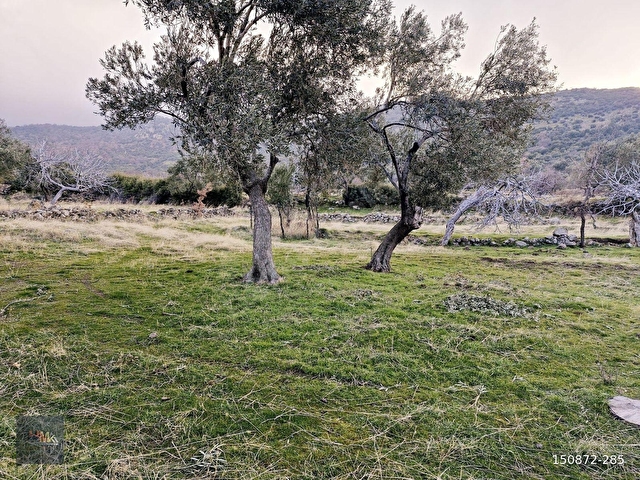 Dikili Merdivenlide Deniz Gören Yola Sıfır Satılık Zeytinlik - Görsel 8