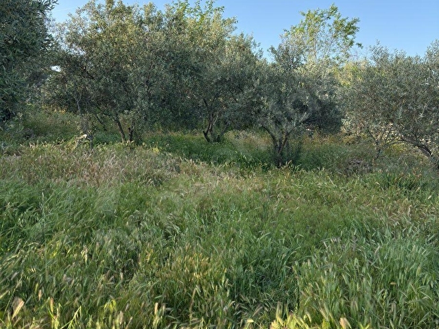SATILIK ŞEREF MH DE 514M2 ARSA İÇİNDE ZEYTİN OLAN - Görsel 3