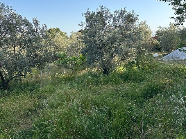 SATILIK ŞEREF MH DE 514M2 ARSA İÇİNDE ZEYTİN OLAN - Görsel 6