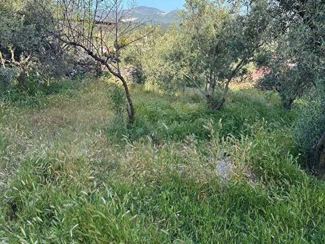 SATILIK ŞEREF MH DE 514M2 ARSA İÇİNDE ZEYTİN OLAN - Görsel 8