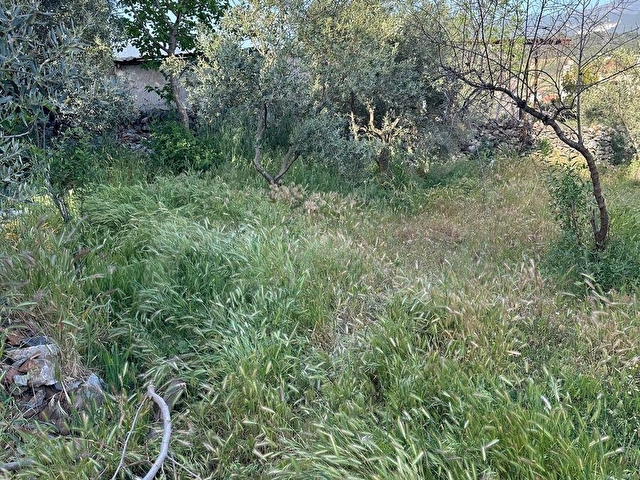 SATILIK ŞEREF MH DE 514M2 ARSA İÇİNDE ZEYTİN OLAN - Görsel 11