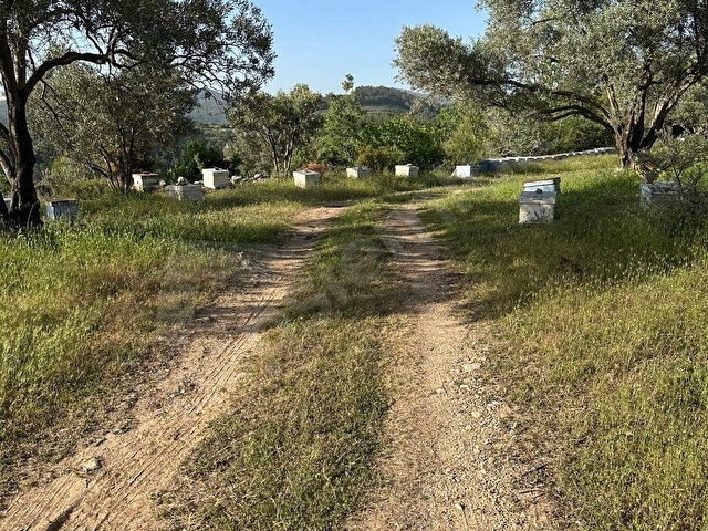 SATILIK ŞEREF MH DE 514M2 ARSA İÇİNDE ZEYTİN OLAN - Görsel 16