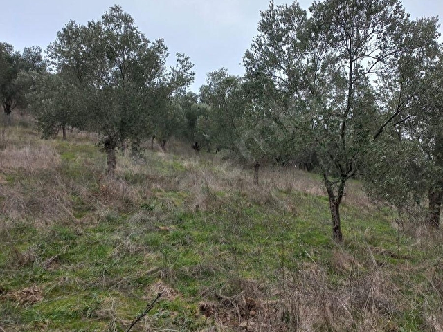 C.21LOCADAN HAVRAN DEREÖREN SATILIK 1692 M2 MÜKEMMEL ZEYTİNLİK - Görsel 21