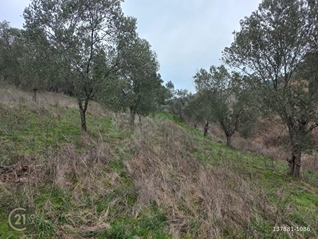 C.21LOCADAN HAVRAN DEREÖREN SATILIK 1692 M2 MÜKEMMEL ZEYTİNLİK - Görsel 16