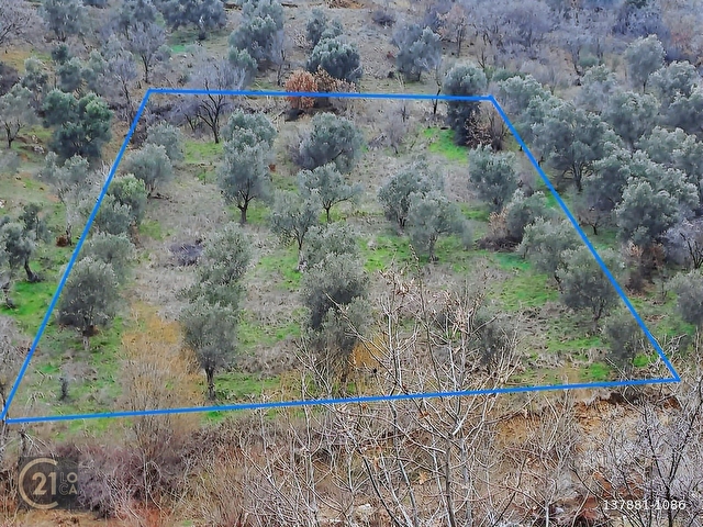 C.21LOCADAN HAVRAN DEREÖREN SATILIK 1692 M2 MÜKEMMEL ZEYTİNLİK - Görsel 3