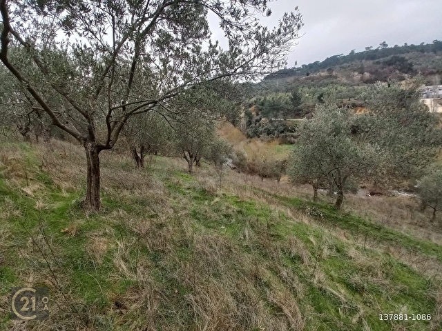 C.21LOCADAN HAVRAN DEREÖREN SATILIK 1692 M2 MÜKEMMEL ZEYTİNLİK - Görsel 24